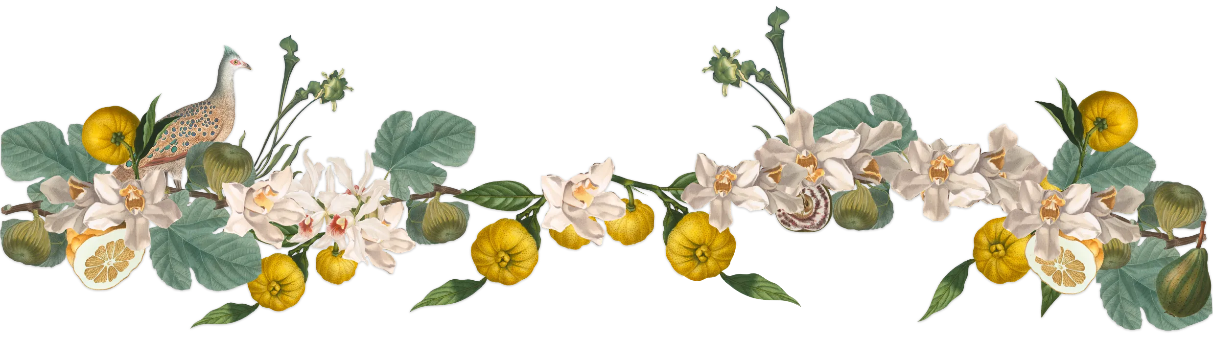botanica 26