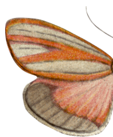 Botanica Butterfly Left Wing