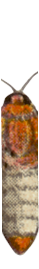 Botanica Butterfly Body