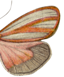 Botanica Butterfly Right Wing