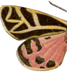 botanica butterfly 2 left wing