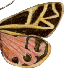 botanica butterfly 2 right wing