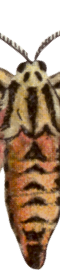 botanica butterfly 2