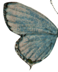 botanica butterfly 3 left wing