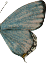 botanica butterfly 3 right wing