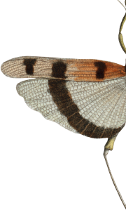 Botanica Butterfly Left Wing