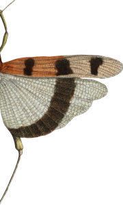botanica butterfly 4 right wing